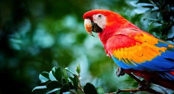 Scarlet Macaws Aren’t The Best Parents, As They Purposefully Neglect Their Youngest Chicks