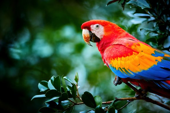 Portrait of red Ara macao, Scarlet Macaw, large colorful parrot, isolated on dark green blurred rainforest background. Wild animal, Costa Rica, Central America.