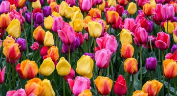 Everything You Need To Know About Storing Your Tulip Bulbs