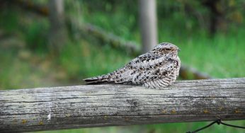 There’s Some Spooky Lore Surrounding The Elusive Whippoorwill, And They’re Often Seen As Omens Of Death And Decline