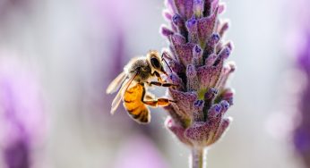 Tens Of Millions Of Bees Die Every Day Due To Car Collisions In The Western U.S.