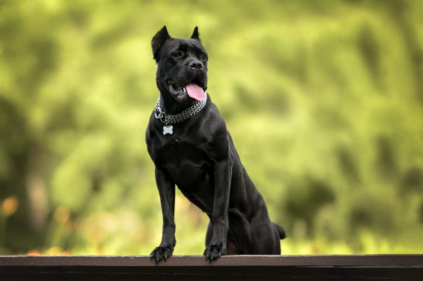 beautiful black cane corso dog portrait outdoors in a collar with an id tag