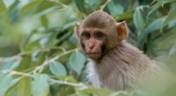 43 Monkeys Escaped From A Research Facility And Residents Are Being Told To Lock Their Doors And Windows