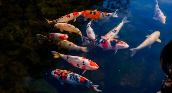 He’s Suing His Neighbor After Her Son Caused Over $5,000 In Damage To His Koi Pond