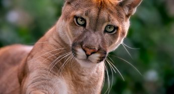 Mountain Lions In California Are Becoming More Nocturnal In An Effort To Avoid People