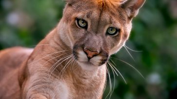 mountain lion