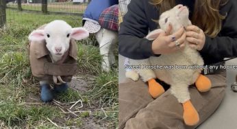 This Little Lamb Was Born Without Hooves And Was Abused Before An Animal Sanctuary Stepped In