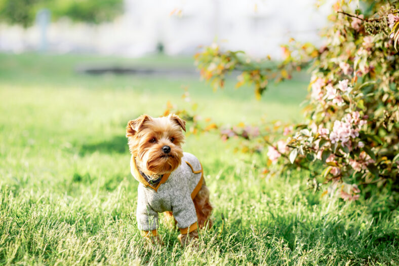 Yorkshire terrier standing and listening Command on the street . Dog in hoodie and jacket  on nature background