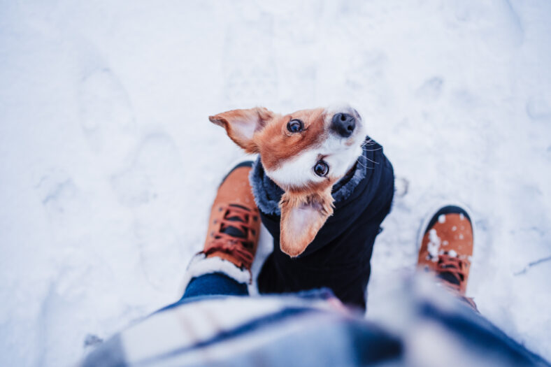 top view of cute jack russell dog wearing coat standing by owner legs on snowy landscape during winter, hiking and adventure with pets concept