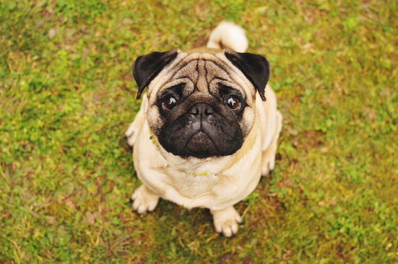 Pug sitting on green grass