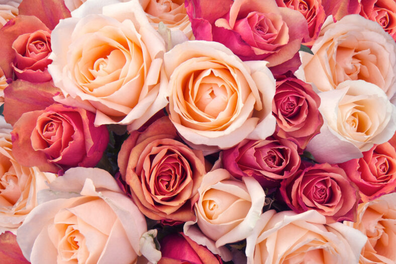 Background of pink orange and peach roses