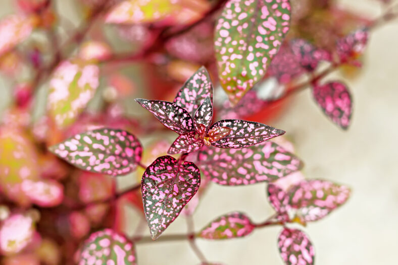 Hypoestes phyllostachya close-up in local nursery on sale. Selective focus.