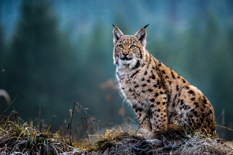 Eurasian lynx, snow, winter