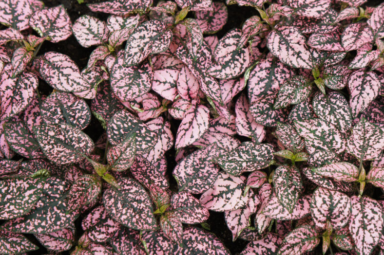 Hypoestes phyllostachya or polka dot plant