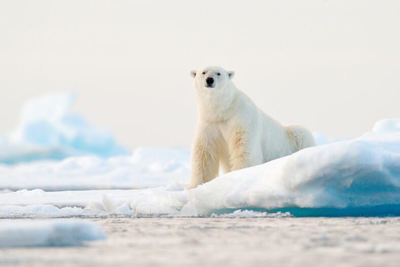 Polar bear on melting sea ice due to climate change.