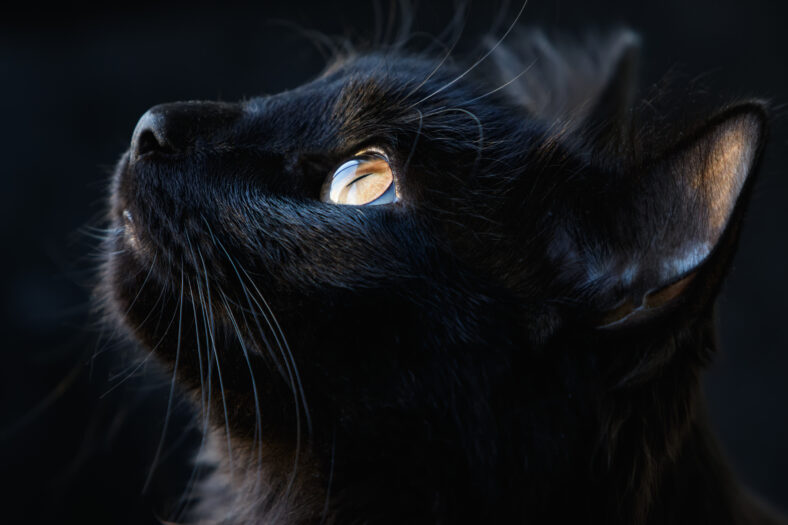 Portrait of a black cat