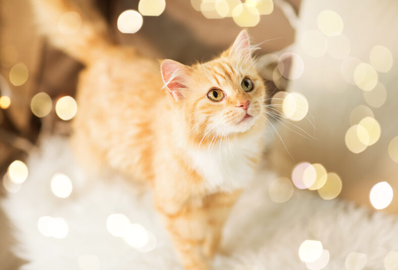 red tabby cat on sofa with sheepskin at home