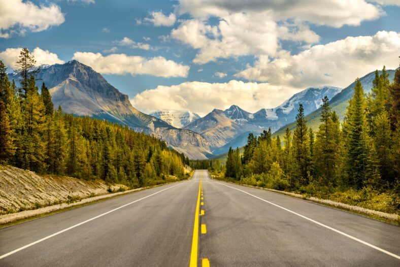 open road with pine trees