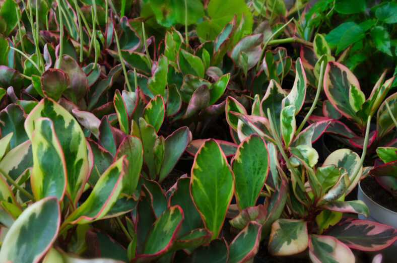 Peperomia, Baby Rubber Plant, Red Edge Peperomia 'Rainbow' growing in greenhouse