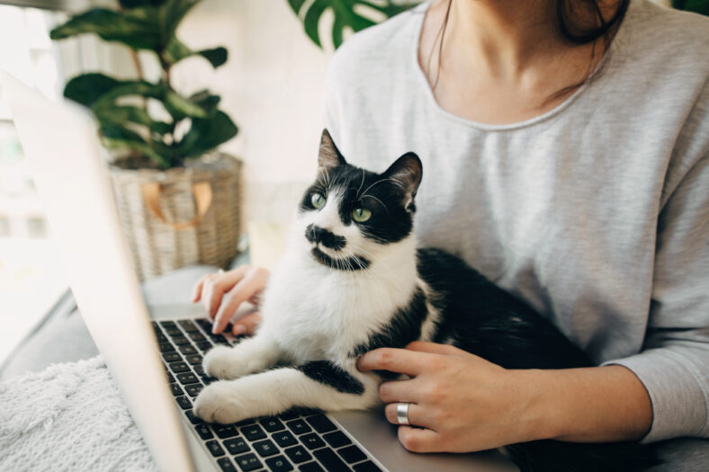 Young woman using laptop and cute cat sitting on keyboard. Faithful friend. Casual girl working on laptop with her cat, sitting together in modern room with pillows and plants. Home office.