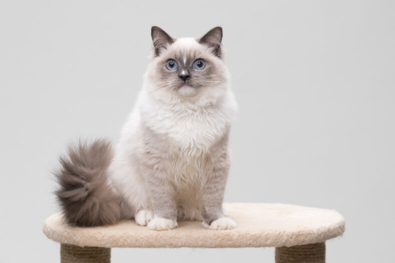 Gorgeous ragdoll cat sitting on a climbing frame