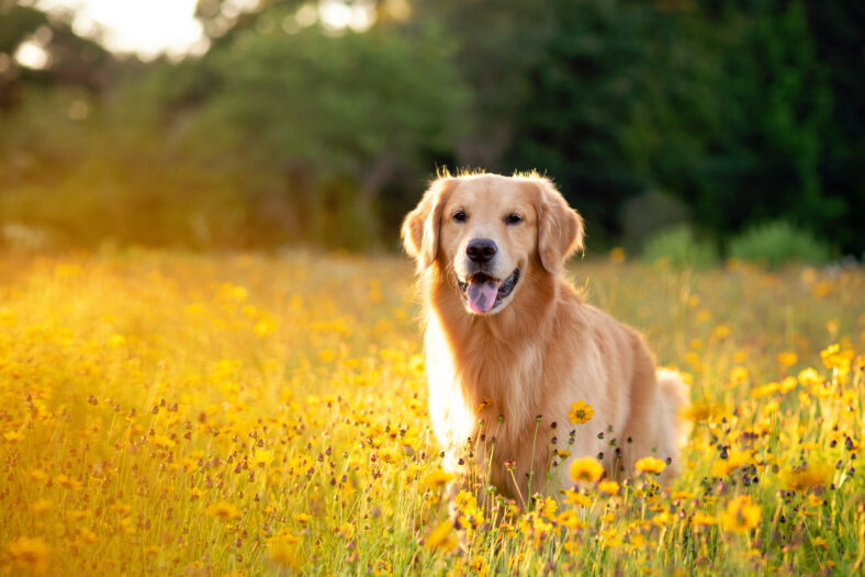 Golden Retriever in the field with yellow flowers. Beautiful dog