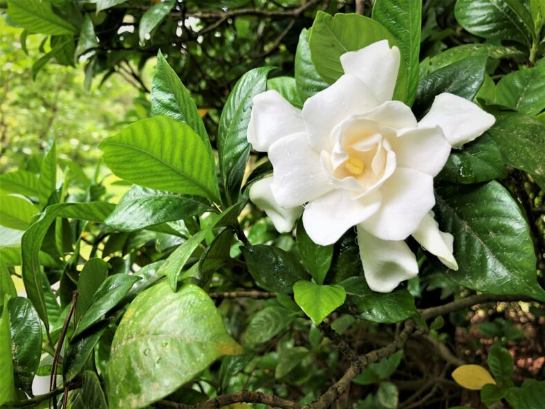 gardenia flower