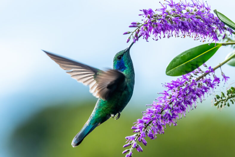 Green Violet-ear hummingbird (Colibri thalassinus) in flight isolated on a green background in Costa Rica