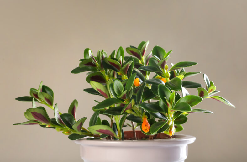 Pot with Goldfish plant on beige background. Home decor