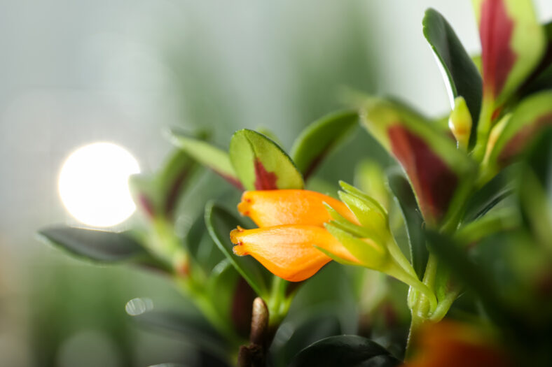 Leaves of beautiful Goldfish plant, closeup view