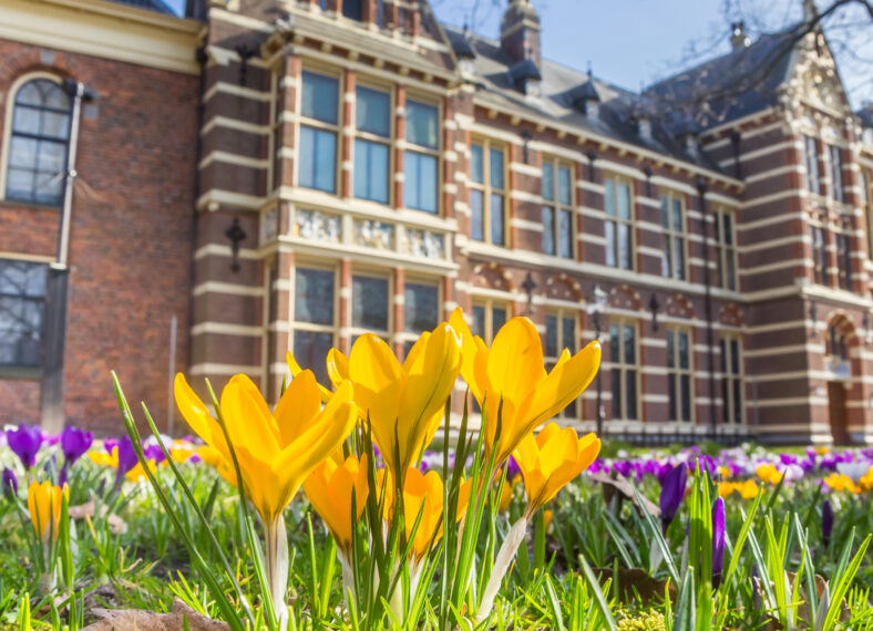 Bright yellow crocuses in front of the museum in Assen, Netherlands