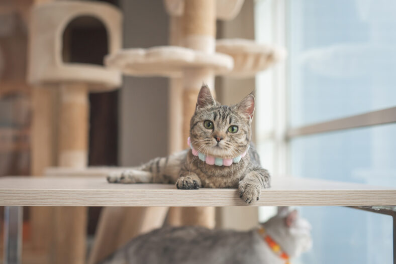 Cute cat lying on wooden table and looking at camera in living room