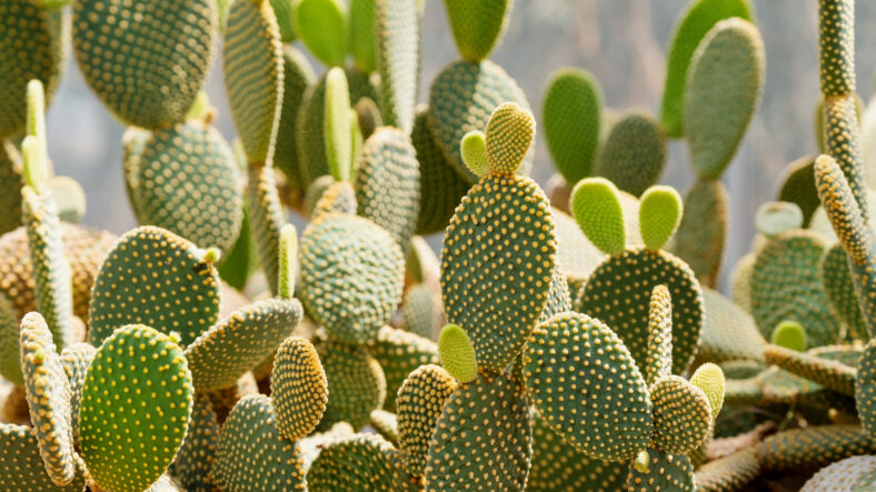 Closeup image of Bunny ear cactus or Opuntia microdasys in botanic garden