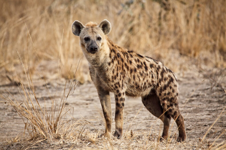 portrait of spotted hyena in luangwa national park zambia