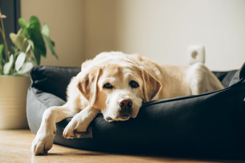 An elderly labrador in his bed. Home. Lifestyle.