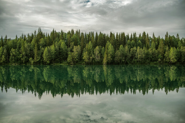 Glacial Lake and the Spruce Forest Line Scenic Nature Symmetrical Alignment Water Reflections. Nordland Norway.