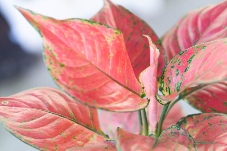 Close up super red (Aglaonema) plant in the garden, selective focus