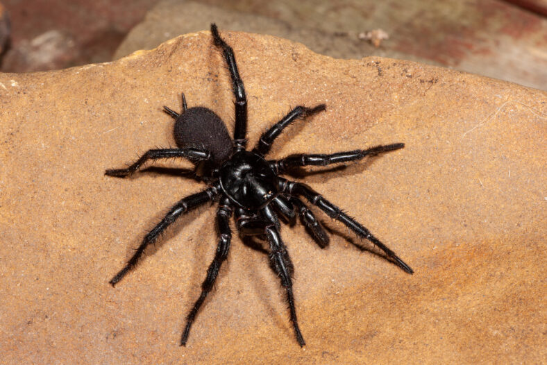 Dangerously venomous Male Sydney Funnel-web spider