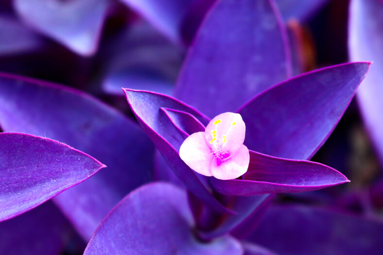 Purple heart flower plant which has the name of the tradescantia pallida plant