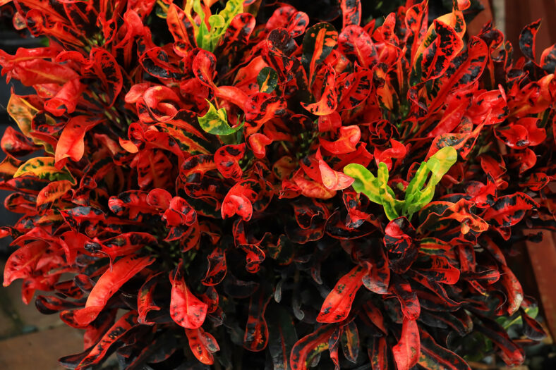 Vibrant and colorful croton Mammy growing in full sun in Florida.