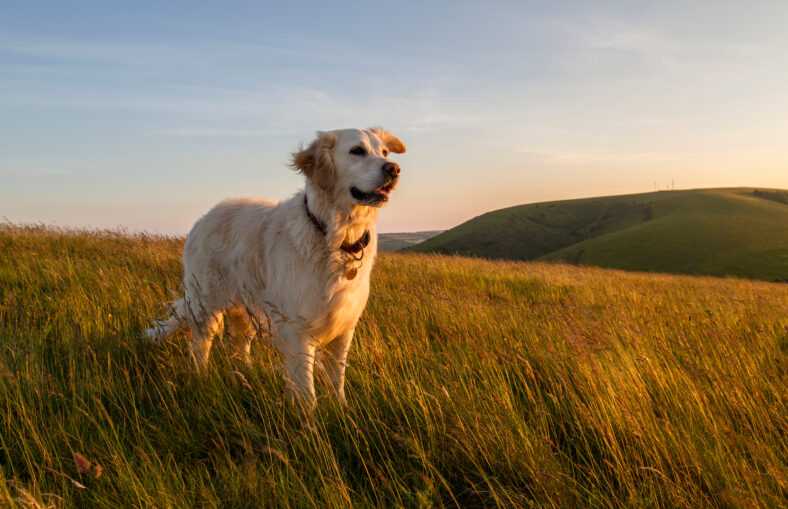 pet golden retriever dog enjoying sunset in field