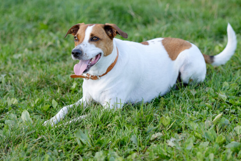 Danish Swedish Farmdog resting. DSF is a lively and friendly breed.