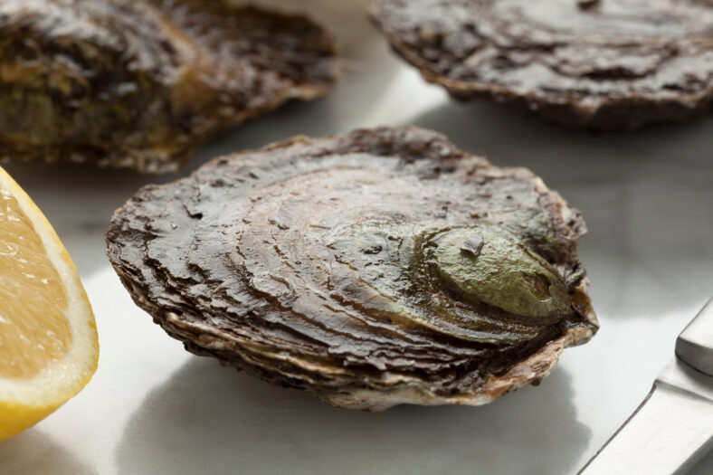 Fresh European flat oyster