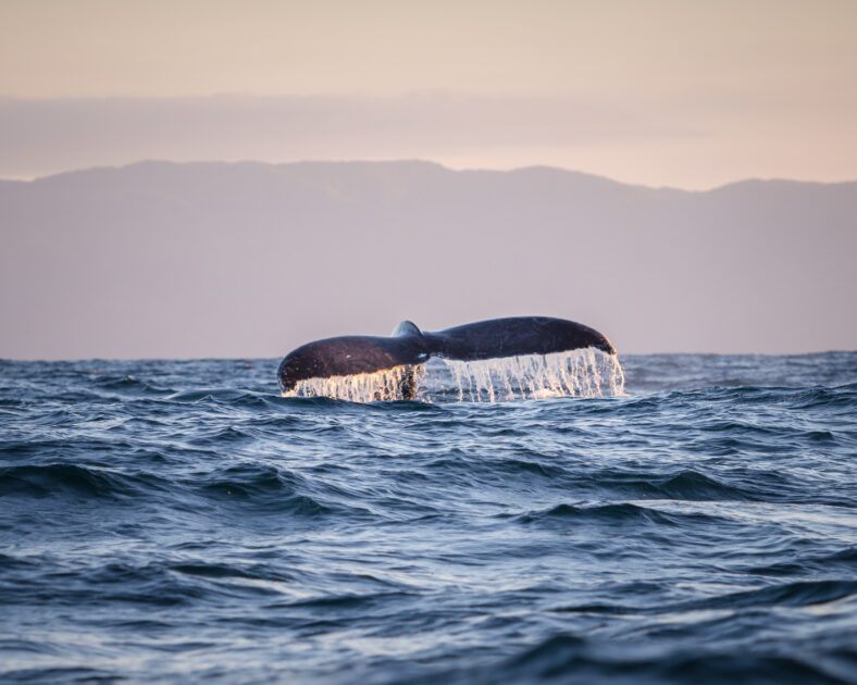 A big humpback whale splashes his tail