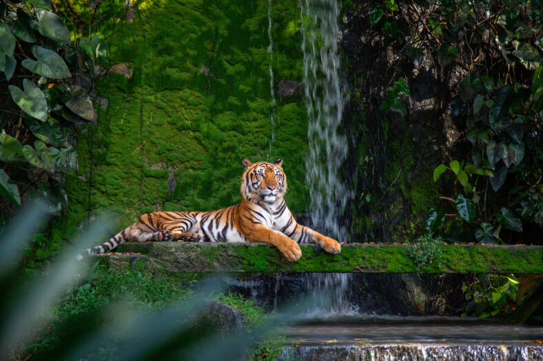 Bengal tiger resting Near the waterfall with green moss from inside the jungle zoo .