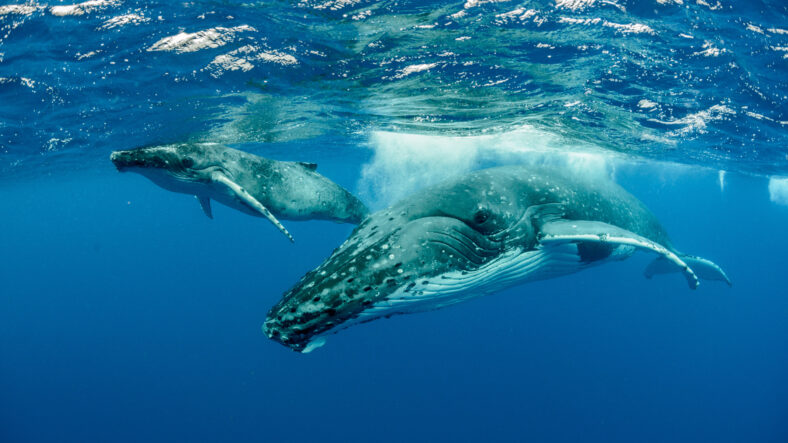 Humpback whales swimming in the ocean