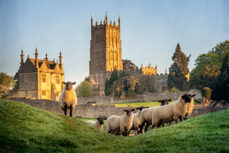 Cotswold sheep neer Chipping Campden in Gloucestershire with Church in background