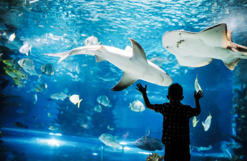 Cute young boy watches fishes in aquarium