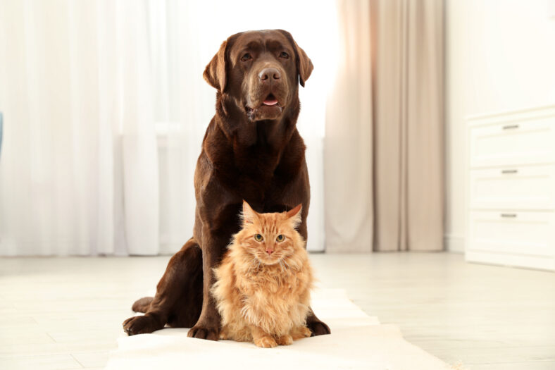 Cat and dog together looking at camera on floor indoors. Fluffy friends