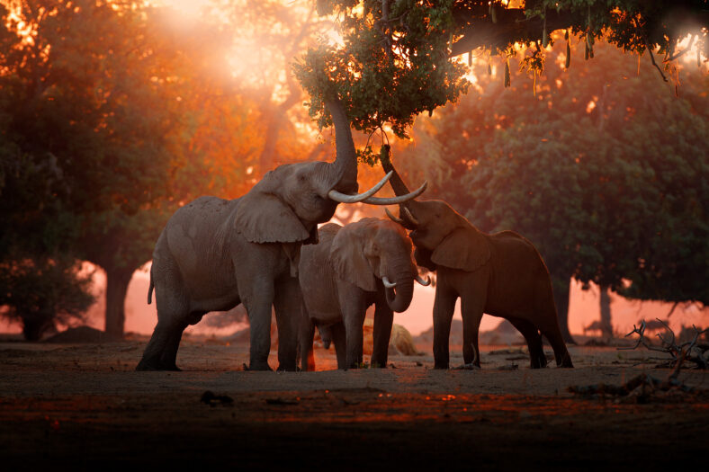 Elephant feeding feeding tree branch. Elephant at Mana Pools NP, Zimbabwe in Africa. Big animal in the old forest. evening light, sun set. Magic wildlife scene in nature.